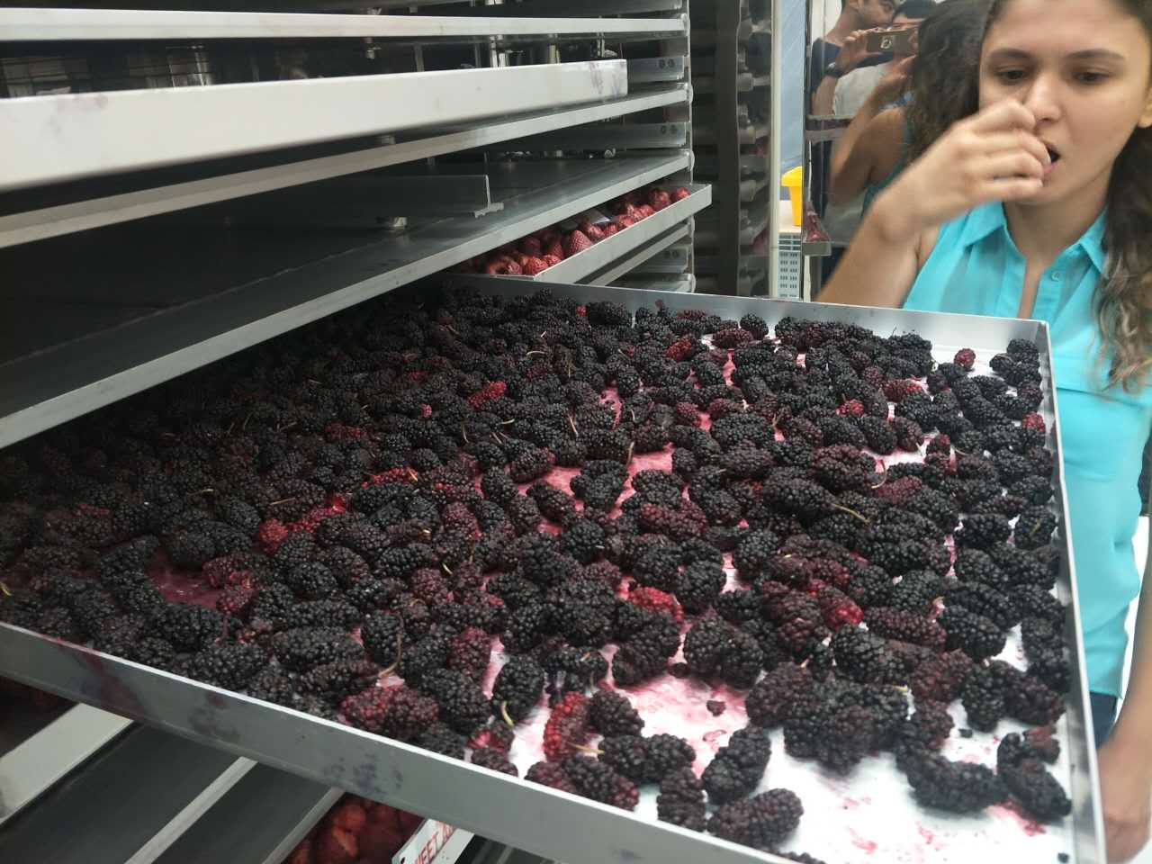 vacuum freeze drying machine fruit and vegetables freeze drying (37).jpg